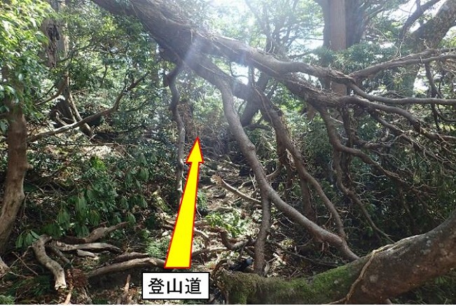 台風後の倒木