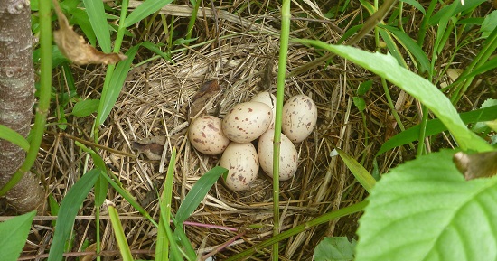 ▲草刈り作業中に発見されたヤンバルクイナの巣（2017年5月23日撮影）