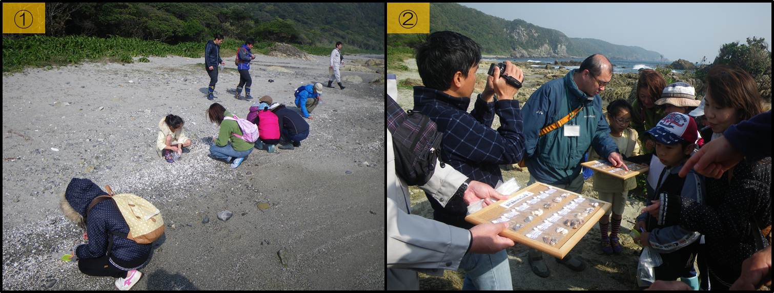 田代海岸で貝の帯に沿って貝を採集する参加者と新聞記者の取材の様子