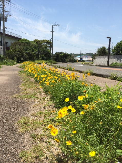 屋久島の道路脇に咲くオオキンケイギク