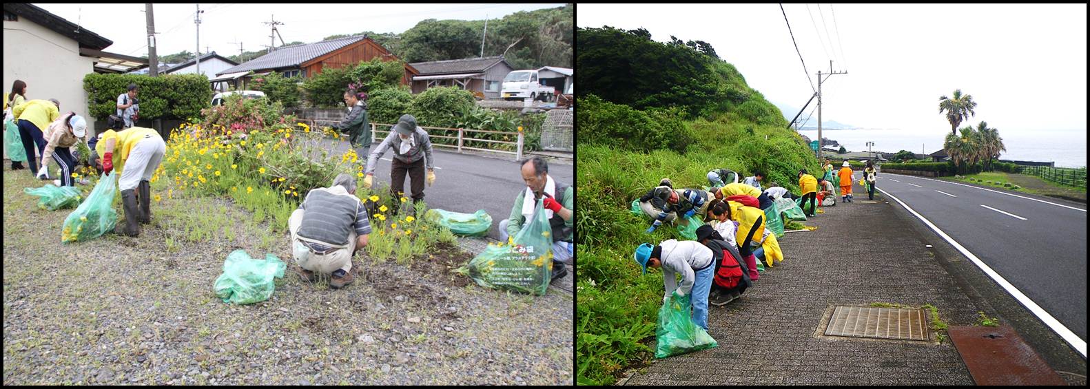 集落内と県道沿いのオオキンケイギクを除去する参加者