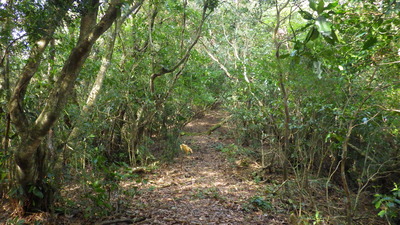 登山道前半は照葉樹林です。