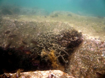 サンゴは人工物も生きものの住み家にしてくれます。