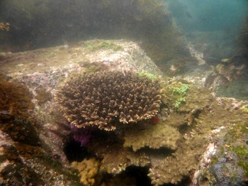 サンゴは人工物も生きものの住み家にしてくれます。