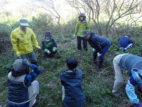 屋久島国立公園パークボランティアの会アメリカハマグルマ駆除活動の様子