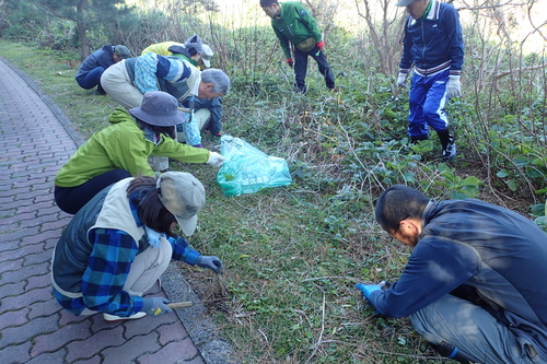 屋久島国立公園パークボランティアの会アメリカハマグルマ駆除活動の様子