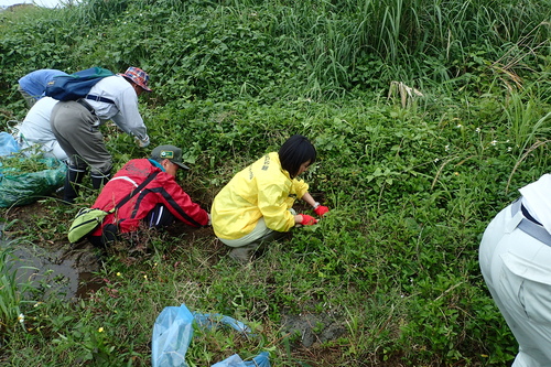屋久島国立公園パークボランティアアメリカハマグルマ駆除の様子