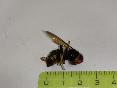 確認されたツマアカスズメバチ　写真　福岡県提供