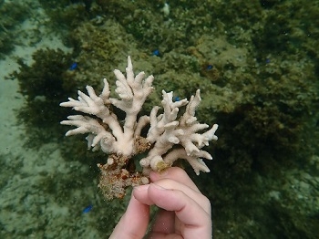 白化している枝サンゴ