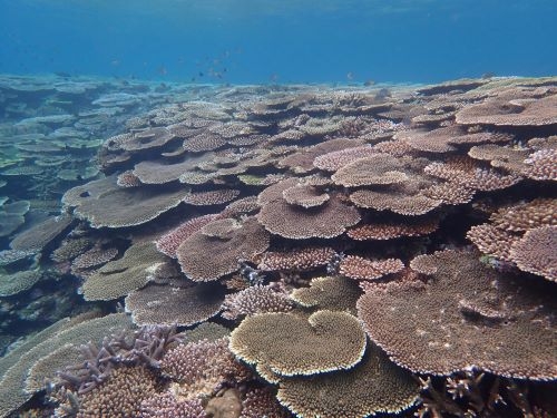 元気なサンゴ礁