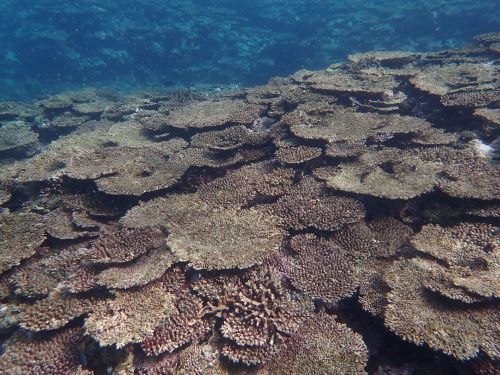 死滅したサンゴ礁