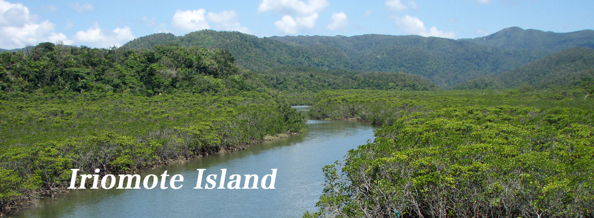 Mangrove forest in Iriomote Island. Mangroves are spreading on both sides of the river.