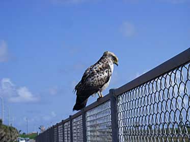 放鳥予定個体の写真