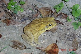 浦添市港川で発見・捕獲されたオオヒキガエル2