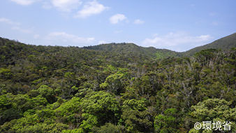 Photo: The picture shows the view of lush evergreen broadleaved forests in northern part of Okinawa Island.