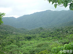 Photo: The picture shows the view of Mt. Komidake in Iriomote Island, with huge lush forests in the foreground.