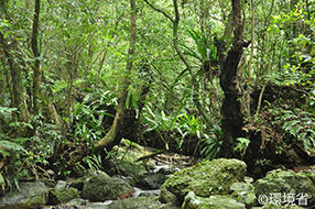 Photo:  Mountain stream zone on Amami-Oshima Island. The picture shows the mountain stream and many green trees growing around it.