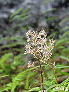 Photo: Amamixa hydrangea. A plant. Many small pale red flowers are blooming at the top of stalks between the leaves.