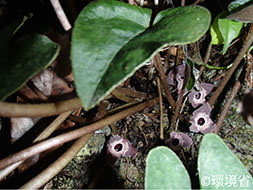 Photo: Tokunoshima-kan-aoi. Asarum simile. A plant. Purplish-brown flowers are blooming between the heart-shaped green leaves.
