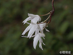 Photo: Dendrobium okinawense. A plant. Stem is drooping, flowers are white to pale red with slim petals.