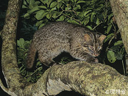 Photo: Iriomote cat (Prionailurus bengalensis iriomotensis). Body coat is blackish brown or grayish brown with dark patches. Ears are round. The picture shows the one climbing on a big branch.