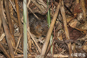 Photo: Amami spiny rat (Tokudaia osimensis). Back is yellowish brown with black and orange tints. The picture shows the one hiding in the hay on the ground.