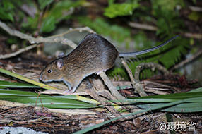Photo: Tokunoshima spiny rat (Tokudaia tokunoshimensis). Their back is dark brown or reddish brown. The picture shows the one running over the small branch on the ground with its tail straighten backword. 