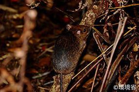 Photo: Okinawa spiny rat (Tokudaia muenninki). The back is yellowish brown with black and orange tints. The picture shows the one on the twigs of the ground.