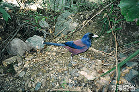 Photo: Amami jay (Garrulus lidthi). A bird with a beautiful body color contrast between lurid and reddish brown. The face is black and beak is white. The picture shows the one on the gravel ground.