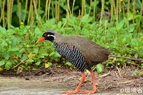 Photo: Okinawa rail (Gallirallus okinawae). A bird. The face and throat are black with a characteristic white band extending behind the eyes. Black and white stripes run from breast to belly. Its beak and feet are a brilliant red. The picture shows the one walking on the ground.