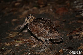 Photo: Amami woodcock (Scolopax mira). The bird, with the stocky body shape, and short legs and tail. The beak is thick and long. The entire body is light brown with black or white patches.