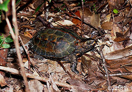 Photo: Ryukyu black-breasted leaf turtle (Geoemyda japonica). Dorsal surface of carapace is brown with three ridges, with black streaks running down along the ridges. The picture shows the one walking on the brown fallen leaves.