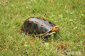 Photo: Yellow-margined box turtle (Cuora flavomarginata).
				The back of the carapace is dark brown, the head and sides of the carapace are yellow with red spots near the center of the carapace. The picture shows the one walking on the green weeds.