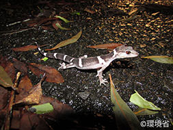 Photo: Banded ground gecko (Goniurosaurus splendens). The back of the body are dark brown or blackish brown. Peach colored horizontal bands are running on the back, three on the body and one on the neck. The picture shows the one walking at night on the road with many fallen leaves.