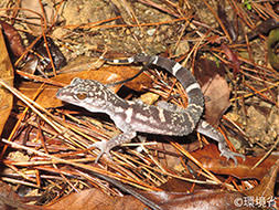 photo:Kuroiwa’s ground gecko (Goniurosaurus kuroiwae).
			Blackish-brown ground color with yellowish-white and peach-white horizontal stripes and vertical line patterns.The head is also tinted with same colored spots.  The picture shows the one walking on the fallen leaves and branches at night.
