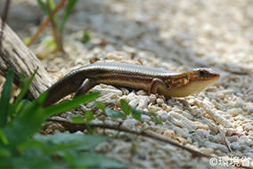 photo:Japanese skink (Plestiodon kishinouyei).
			Body is thick build and short. Dorsal surface light brown, ventral surface light gray. The picture shows the one on the white gravel.
