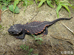 photo:Anderson’s crocodile newt (Echinotriton andersoni).
			Body color is blackish brown or reddish brown, with a dorsal spine and rib ridges on the back. The head is big and flat. The picture shows the one, its edges of the ridges is red brown, crawling on the ocher ground.