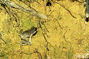 写真：コガタハナサキガエル。四肢が短め。背中の大部分が褐色で、四肢や腹部は白みがかっている。木の根の生えたおうどいろの地面の上にいる様子が写っている。