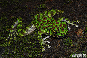 photo:Okinawa Ishikawa’s frog (Odorrana ishikawae).
			Dorsal surface is grass-green with many brown round spots. The picture shows the one lying down on the mossing rock at night.