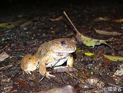 photo:Namie’s frog (Limnonectes namiyei).
			Large, and the back is brown. The belly is gray white. The picture shows the one sit on the ground with follen leaves at night.