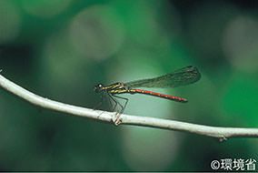 photo:Yaeyama-hanadaka-tombo (Rhinocypha uenoi).
			Photo: Yaeyamahana damselfly. The thorax is black with yellow sharp stripes. The back of the abdomen is bright red. Wings are transparent with black streaks. The picture shows the one on the horizontal thin grey branch.