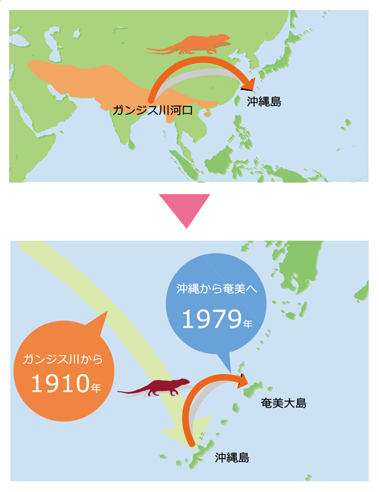 マングースの導入経路図