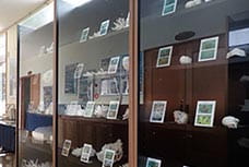 The showcases at the center have 4–5 shelves; three specimens of coral skeletons are lined up on each shelf (with labels).