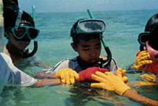 Children exploring the sea by snorkeling, picking up organisms they found in the ocean and observing them carefully.