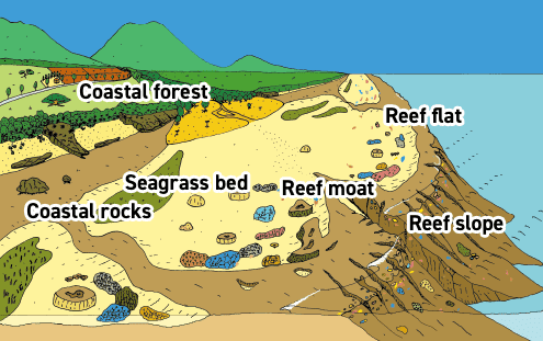The figure depicts the topography of a coral reef, portraying the area from the mountain to the sea. A coastal forest lies at the foot of the mountain, leading to the coast. Additionally, there are rocks on the coast, leading to the sea. A seagrass bed can be found near the coast, the area outside the bed is inhabited by corals. The coral reef rises up to the sea level, toward the offshore, and the inside of the reef resembles a pond, which is called a reef moat. A reef flat is the area that rises up to the water surface. The steep slope from the reef flat toward the offshore is called a reef slope. Corals pile up in this region, forming a complex topography.