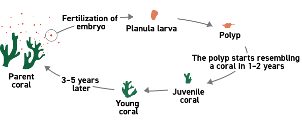 Schematic diagram portraying the life of corals. Corals are shown as green branch-like shapes. Pink capsules are released from parent corals. The capsules contain eggs and sperm; upon fertilization, oval-shaped pink baby corals are produced, which are called planula larvae. After a period of time, they reach the ocean floor and transform into a sea anemone-like organism. Then, they grow into a branch shape in 1–2 years and gradually increase in size (from a juvenile to a young coral). They grow into a parent coral after another 3–5 years.