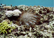 A crown-of-thorns starfish hiding in a hollow area in coral rocks. Crown-of-thorns starfish have over 10 arms and a bluish-purple body that is covered in orange-colored spines.