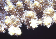 If you look closely at a coral, you can see that it has a bumpy surface, with numerous tentacles protruding from the surface.