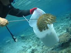 Extermination of crown-of-thorns starfish. A diver is using a spear to catch crown-of-thorns starfish and collecting them in a bucket.