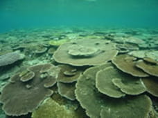 Healthy corals  spreading over the ocean floor. Many sea organisms gather in such places, and the scenery is beautiful.